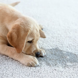 Crates can help with toilet training 